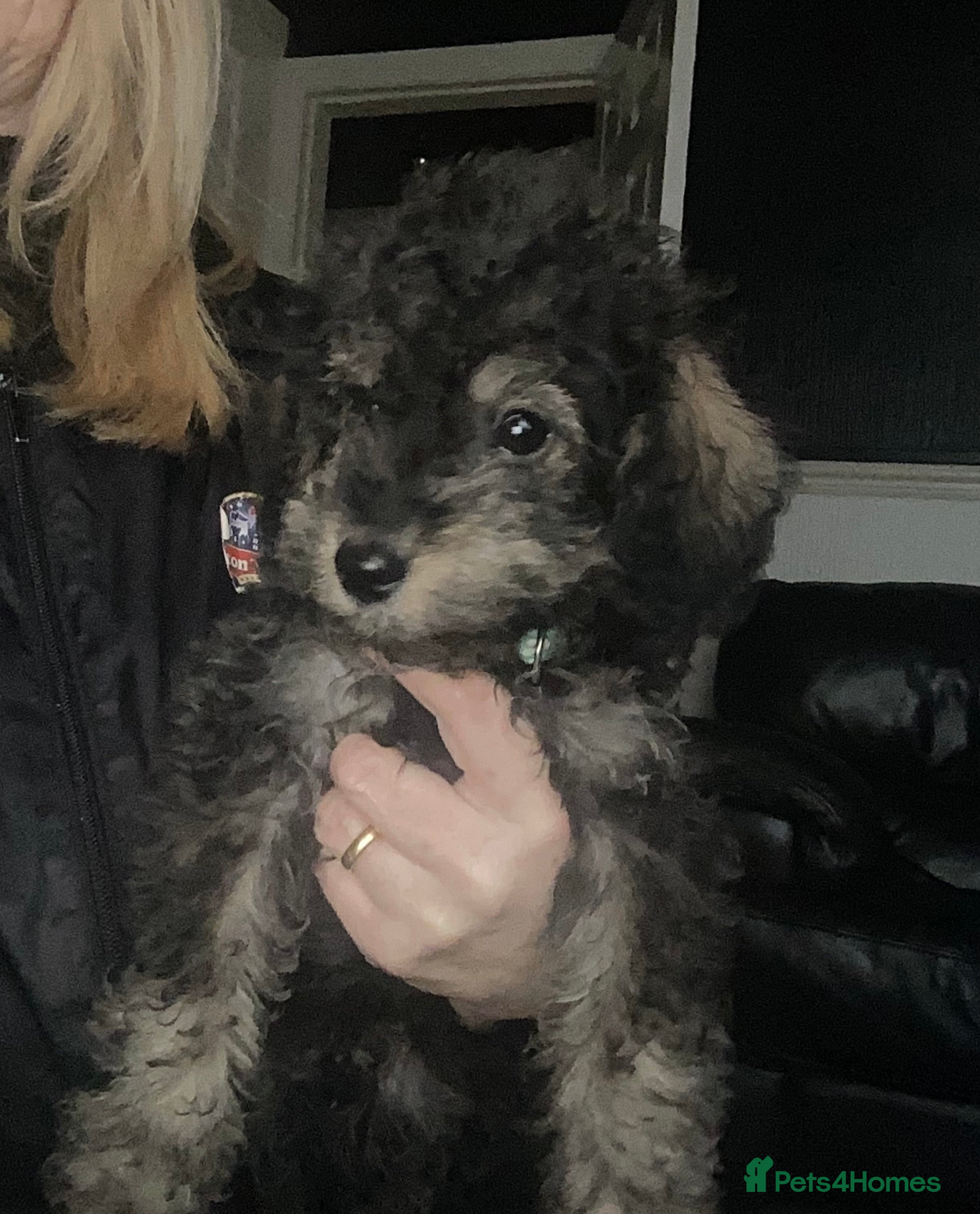 Doxiepoo dogs Beautiful toy poodle phantom rare colour 3/4 pups - Advert 2