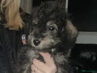 Doxiepoo dogs Beautiful toy poodle phantom rare colour 3/4 pups - Advert 16