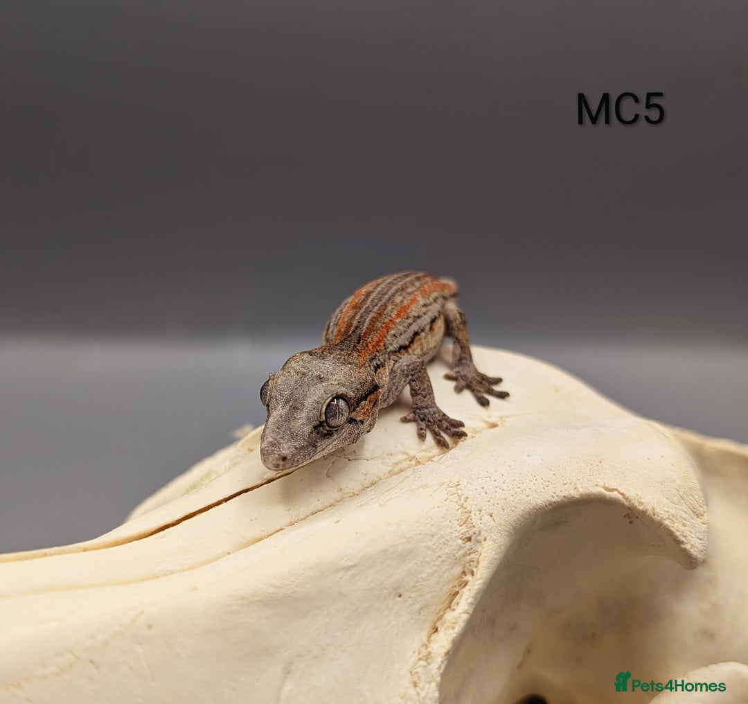 Gecko reptiles for sale: Orange & Red Stripe Gargoyle Gecko  - Image 4