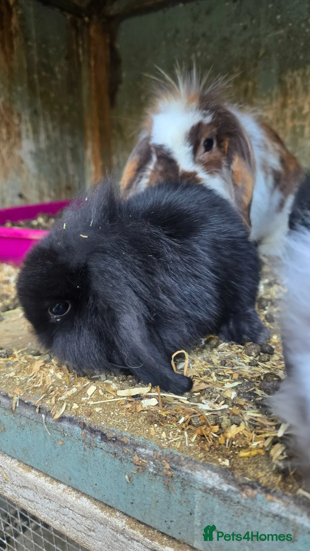 Mini Lop rabbits for sale: Mini Lop Baby Rabbits - Advert 3