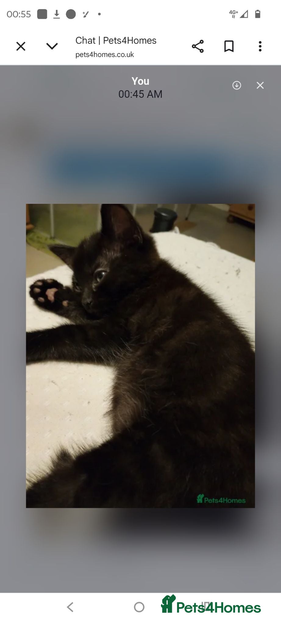 Mixed Breed cats Strong healthy Black kitten with tabby stripes  - Advert 2