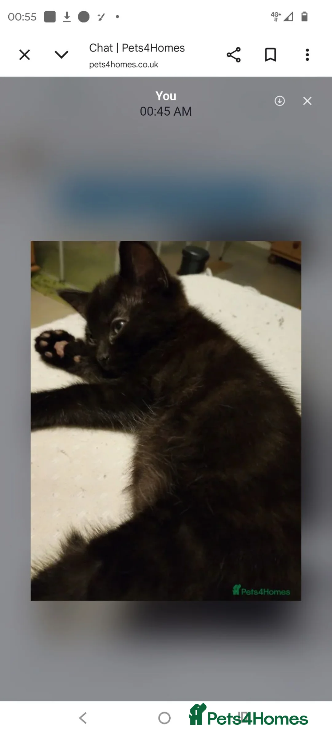 Mixed Breed cats for sale: Strong healthy Black kitten with tabby stripes  - Advert 1