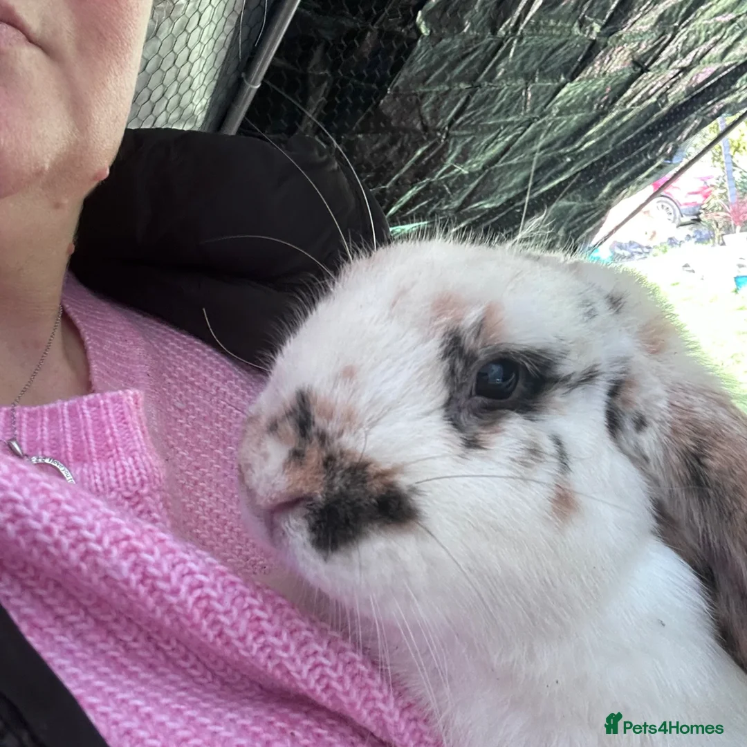 English Lop rabbits for sale: English lop looking for a loving home  - Advert 8