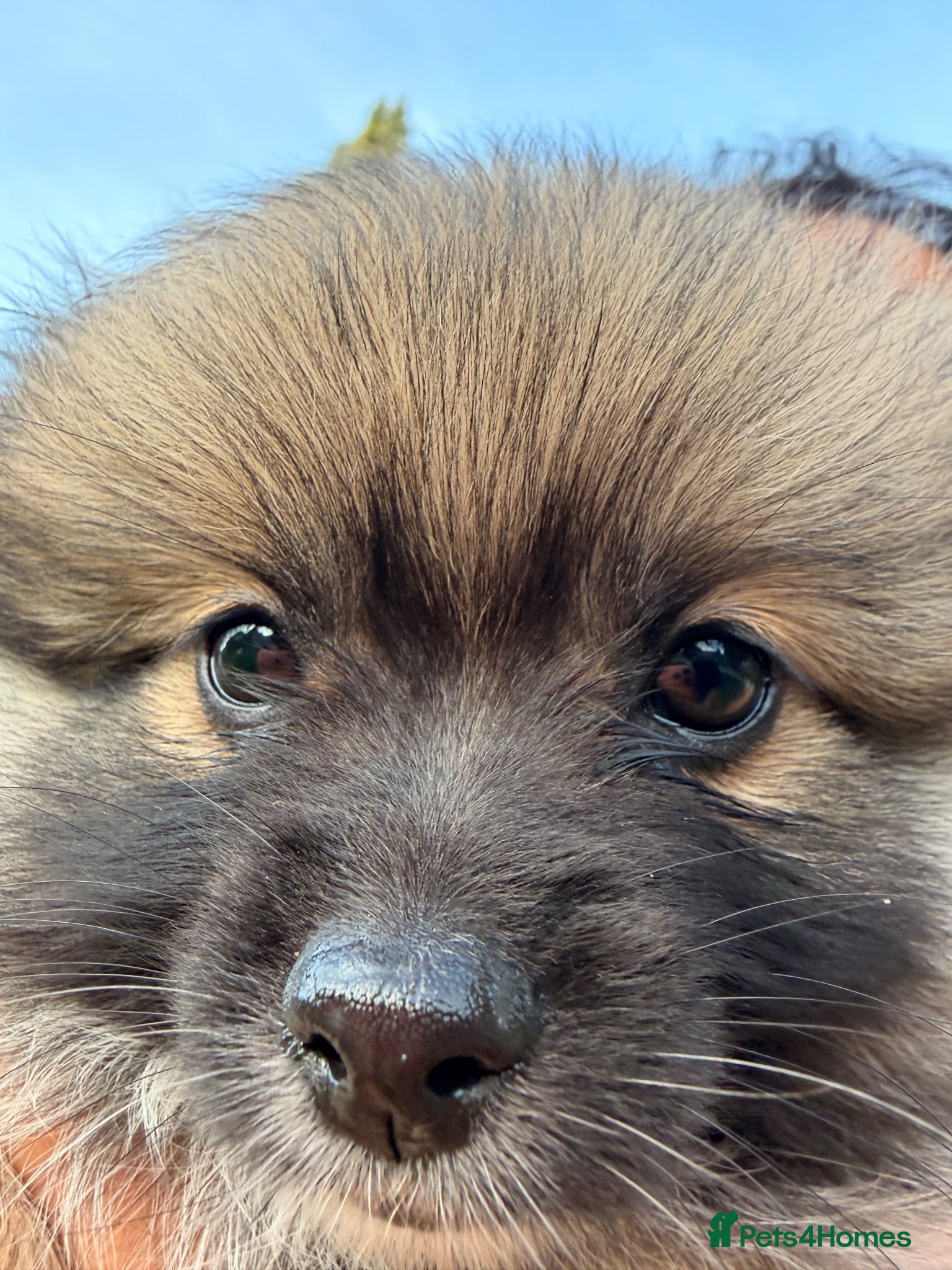 Pomeranian dogs Beautiful Pomeranian Puppies  - Advert 2