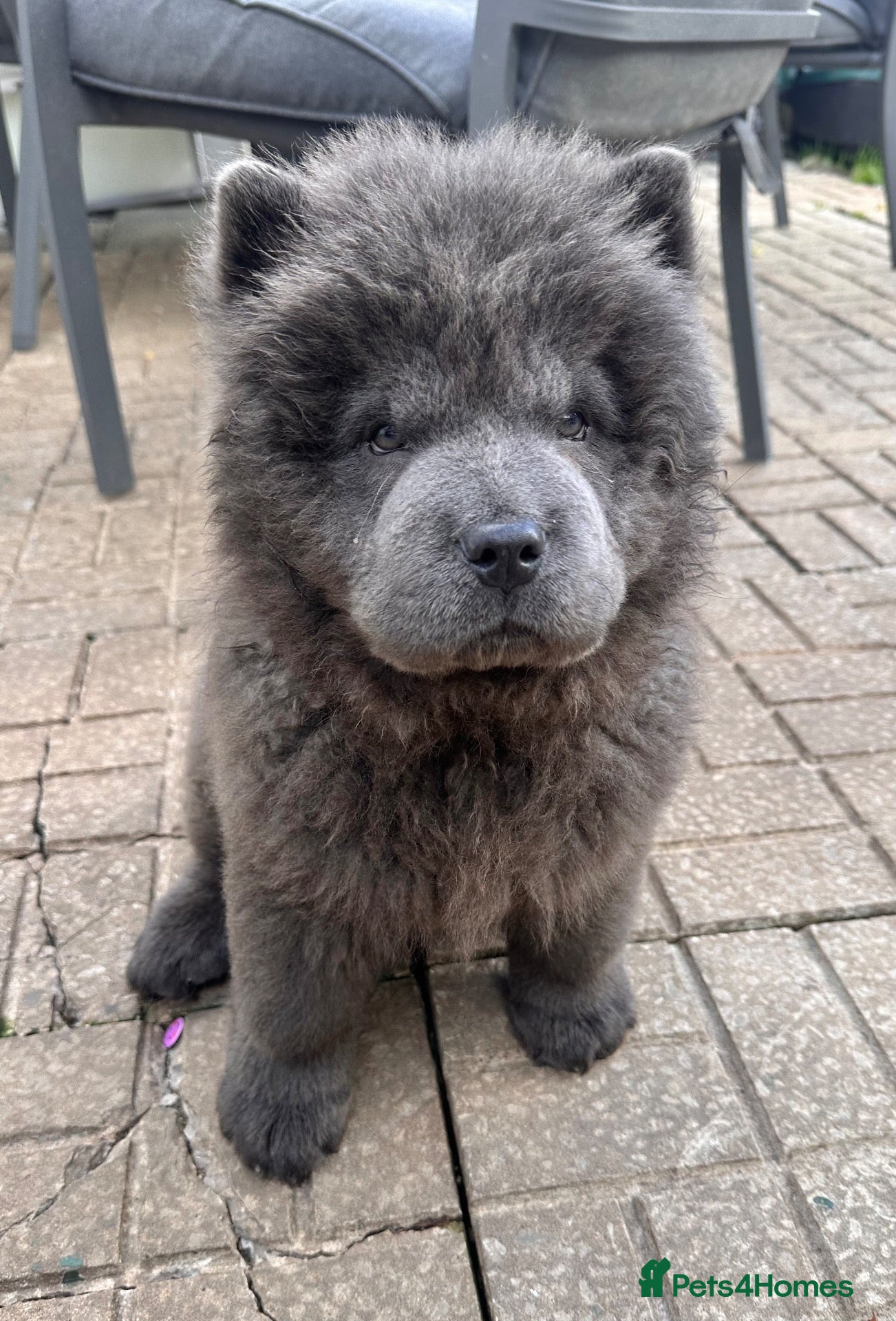 Chow Chow dogs Blue male chow chow puppy - Advert 13