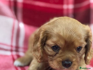Cavalier King Charles Spaniel dogs Cavalier King Charles pups - Advert 2