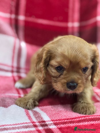 Cavalier King Charles Spaniel dogs Cavalier King Charles pups - Advert 9