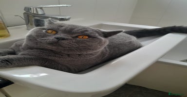 British Shorthair cats - Advert 4