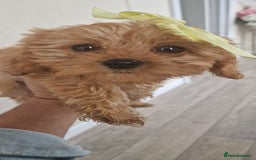 Cavapoo dogs for sale: Beautifu girl ready to leave  - Advert 1