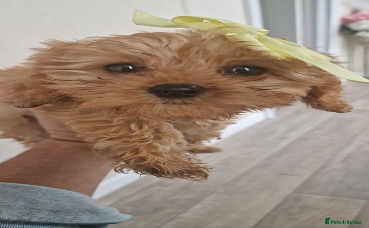 Cavapoo dogs - Advert 8