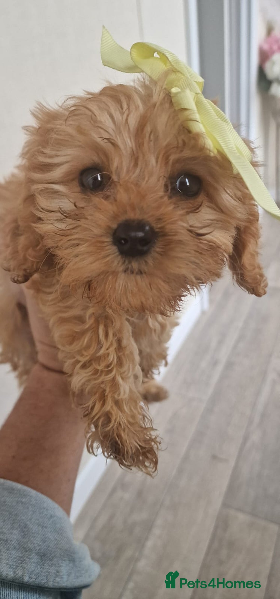 Cavapoo dogs for sale: Beautifu girl ready to leave  - Advert 1