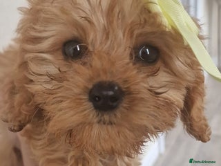 Cavapoo dogs - Advert 26