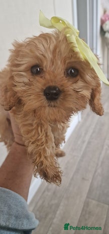 Cavapoo dogs - Advert 1