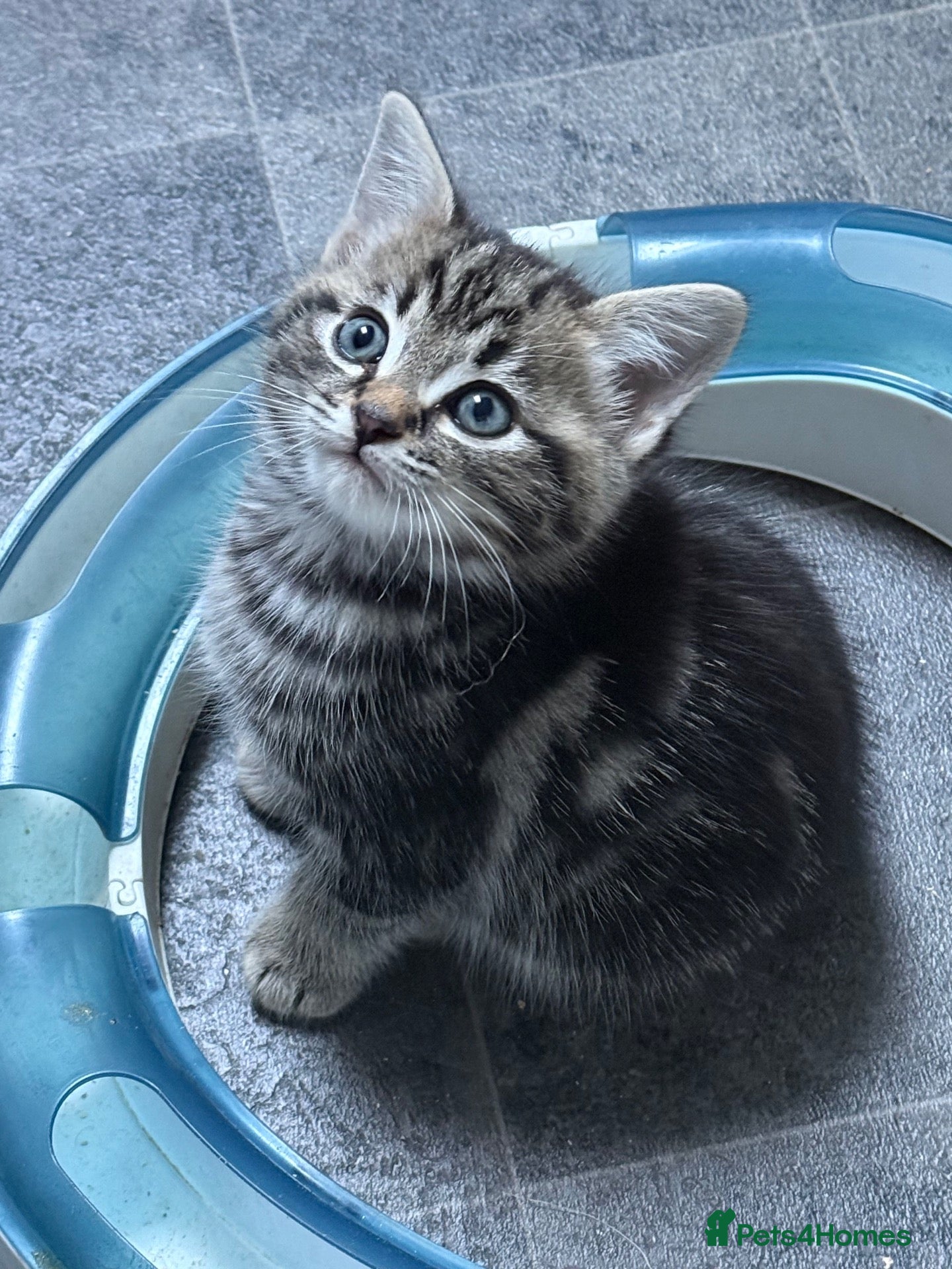 Mixed Breed cats for sale: British x Birman kittens  - Advert 19