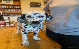 Dalmatian dogs for sale: Absolutely stunning liver puppy  - Image 14