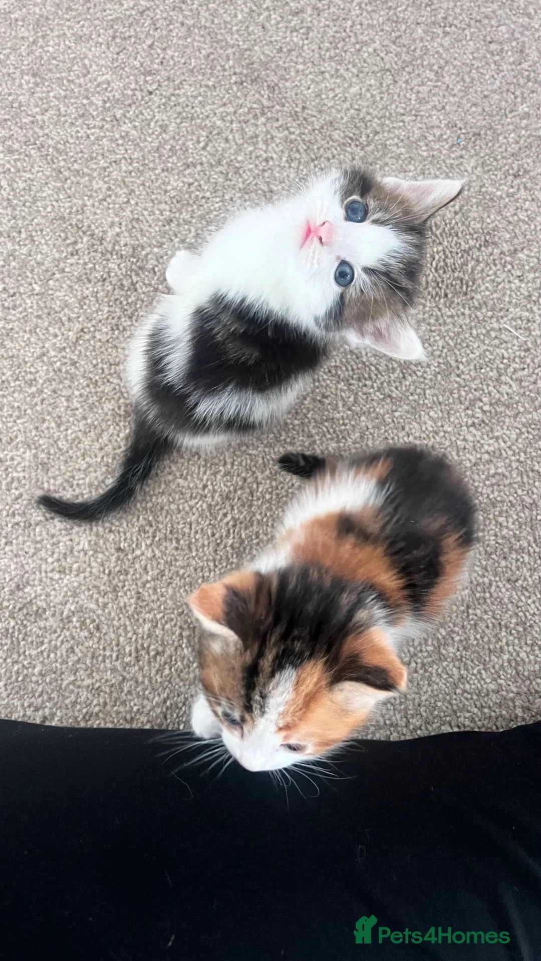 Mixed Breed cats for sale: 2 gorgeous kittens looking for their forever home - Advert 10