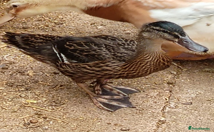 Ducks poultry - Advert 11
