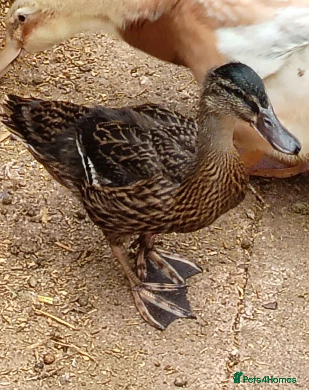Ducks poultry for sale: Stunning mallards for sale - Image 1
