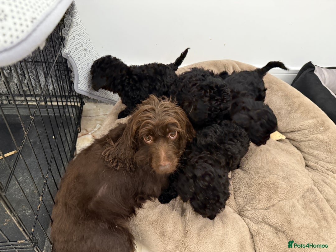 Cockapoo dogs for sale: Beautiful Cockapoo miniature (toy) black, tuxedo - Advert 20