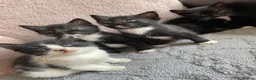 Mixed Breed cats for sale: 4 black and white kittens for sale  in Hebden Bridge - Advert 3