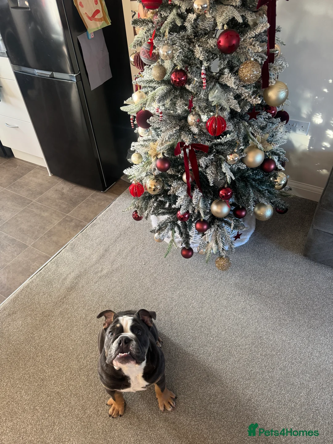 English Bulldog dogs for sale: Ralph - Advert 7