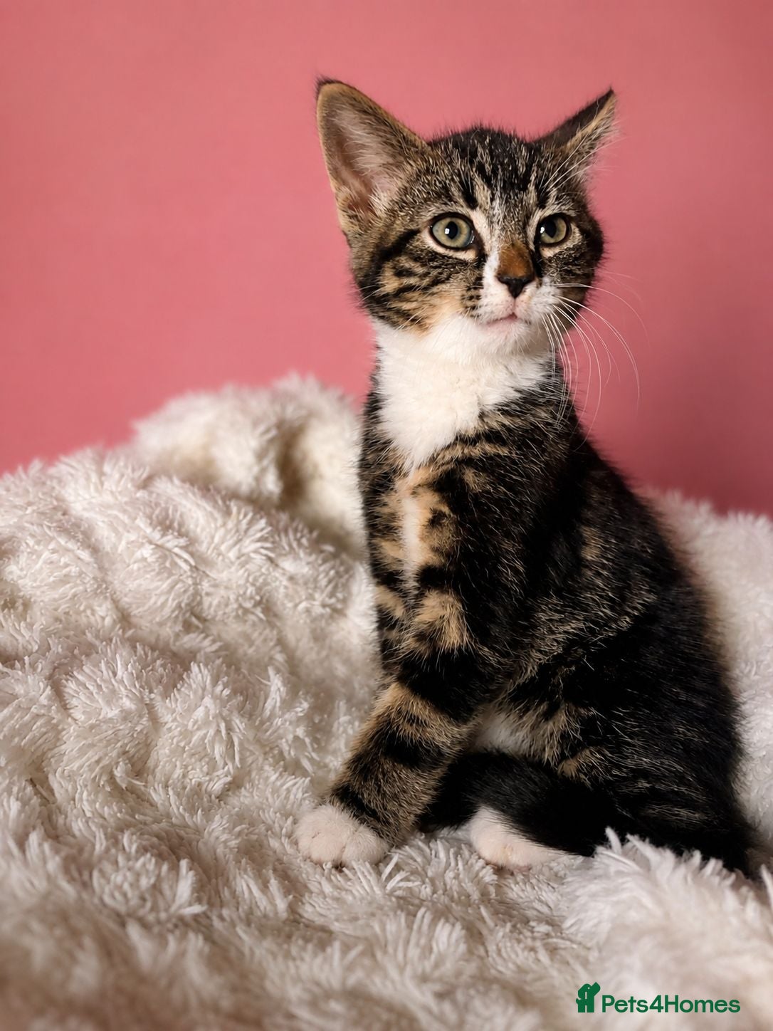 Mixed Breed cats Mum & kittens  - Advert 1