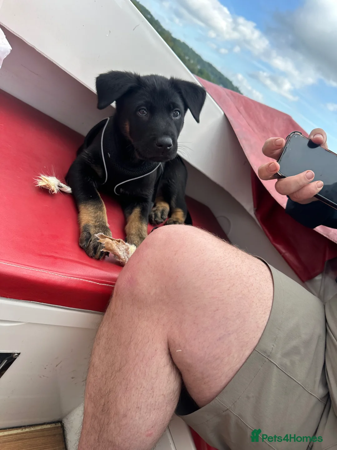 Belgian Shepherd Dog dogs for sale: Belgian Malinois Puppy in Fleetwood - Advert 2