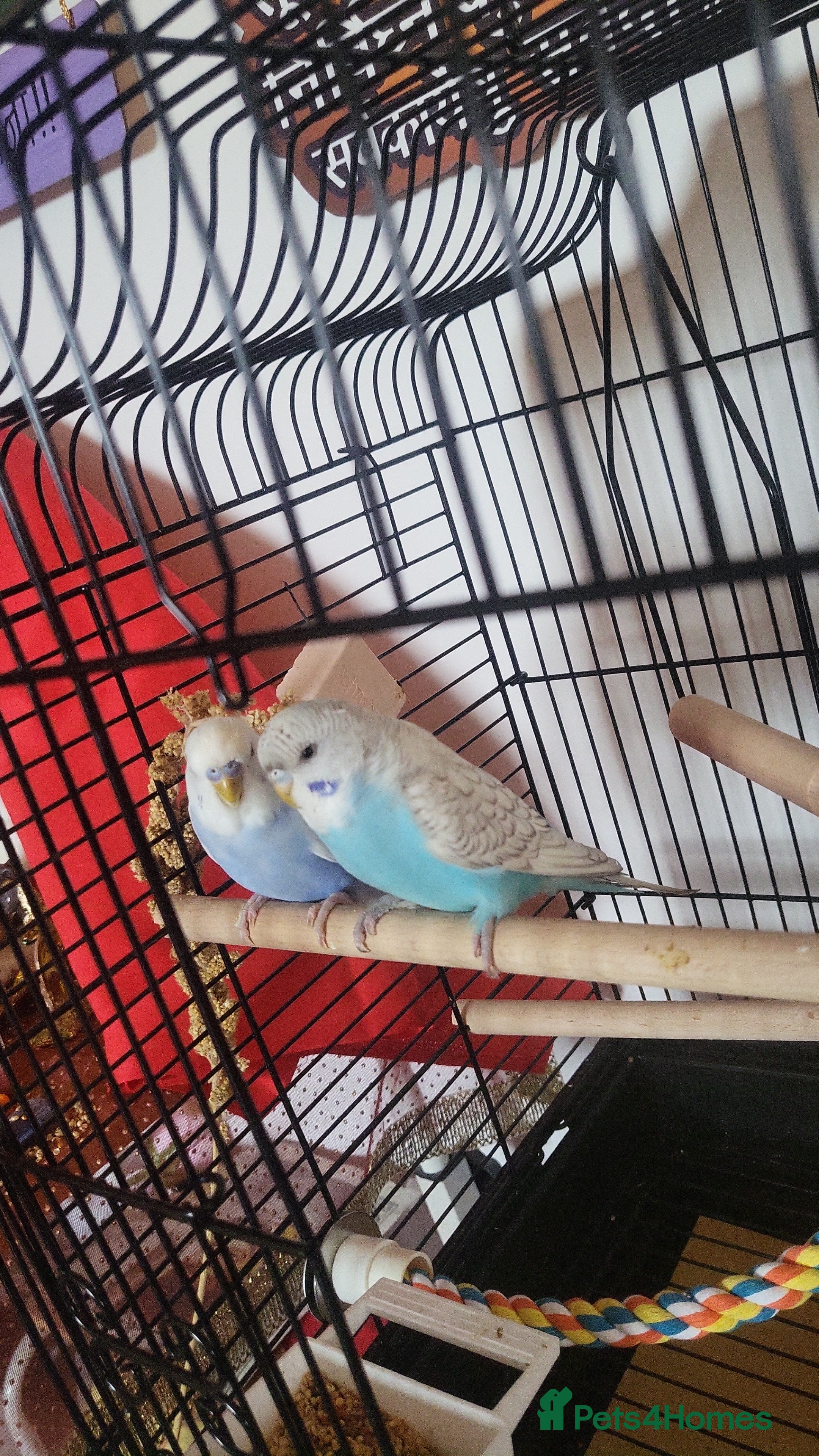 Budgerigars birds Budgie  - Advert 5