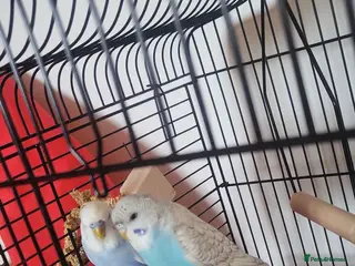 Budgerigars birds Budgie - Advert 3