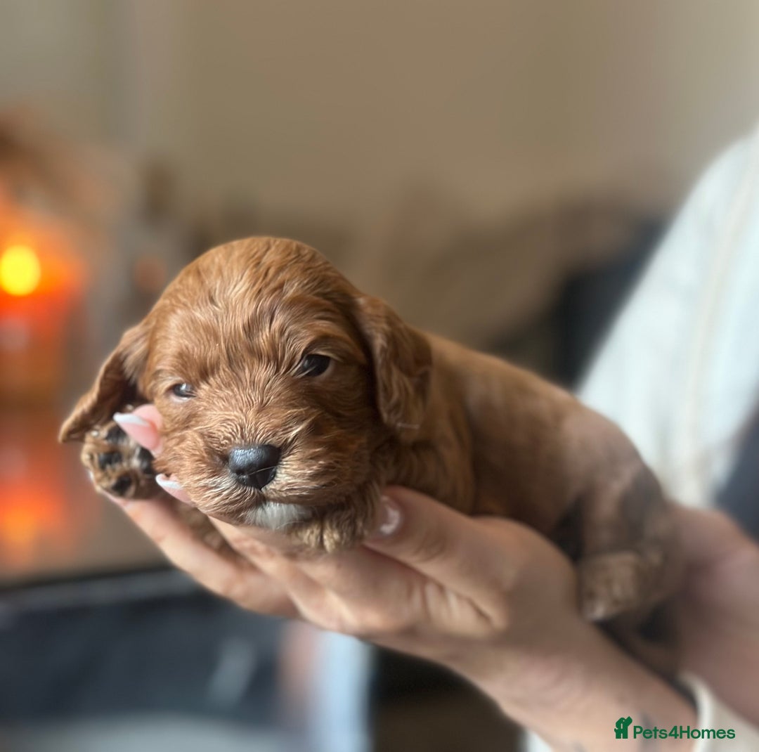 Cavapoo dogs for sale: Red Toy cavapoo puppies - Image 8
