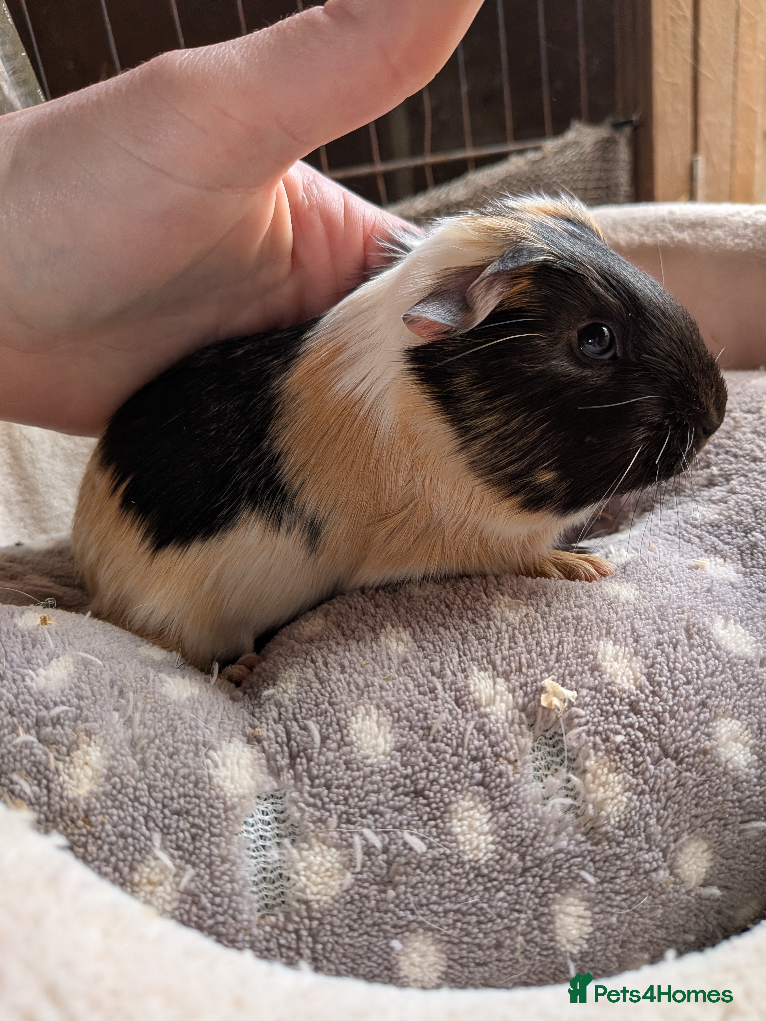 Guinea Pig rodents Baby boy guinea pigs ready now - Advert 16