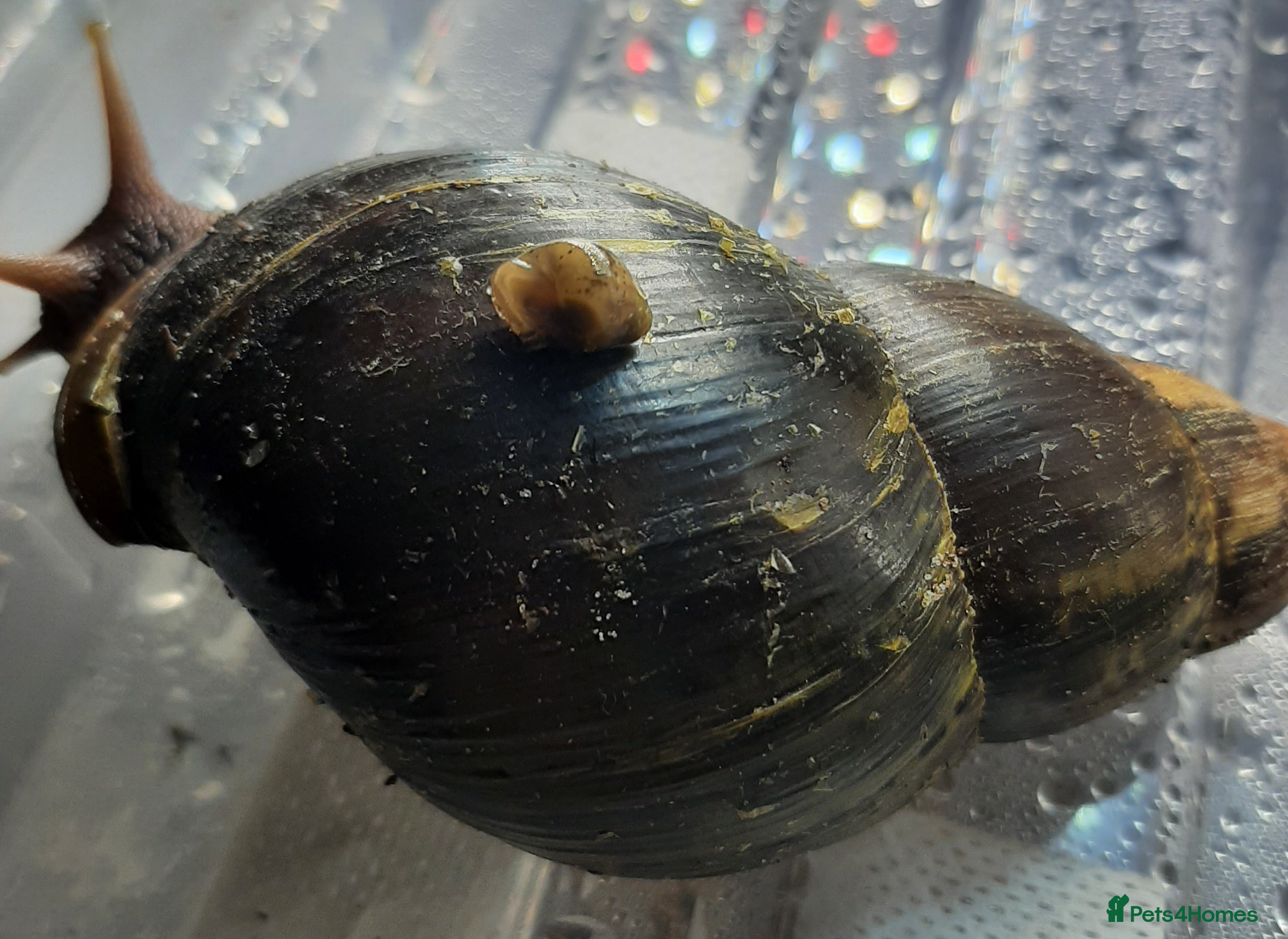 Snails invertebrates Giant African land snails (Achatina  fulica) - Advert 2