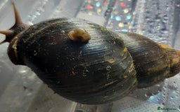 Snails invertebrates for sale: Giant African land snails (Achatina  fulica) - Image 1
