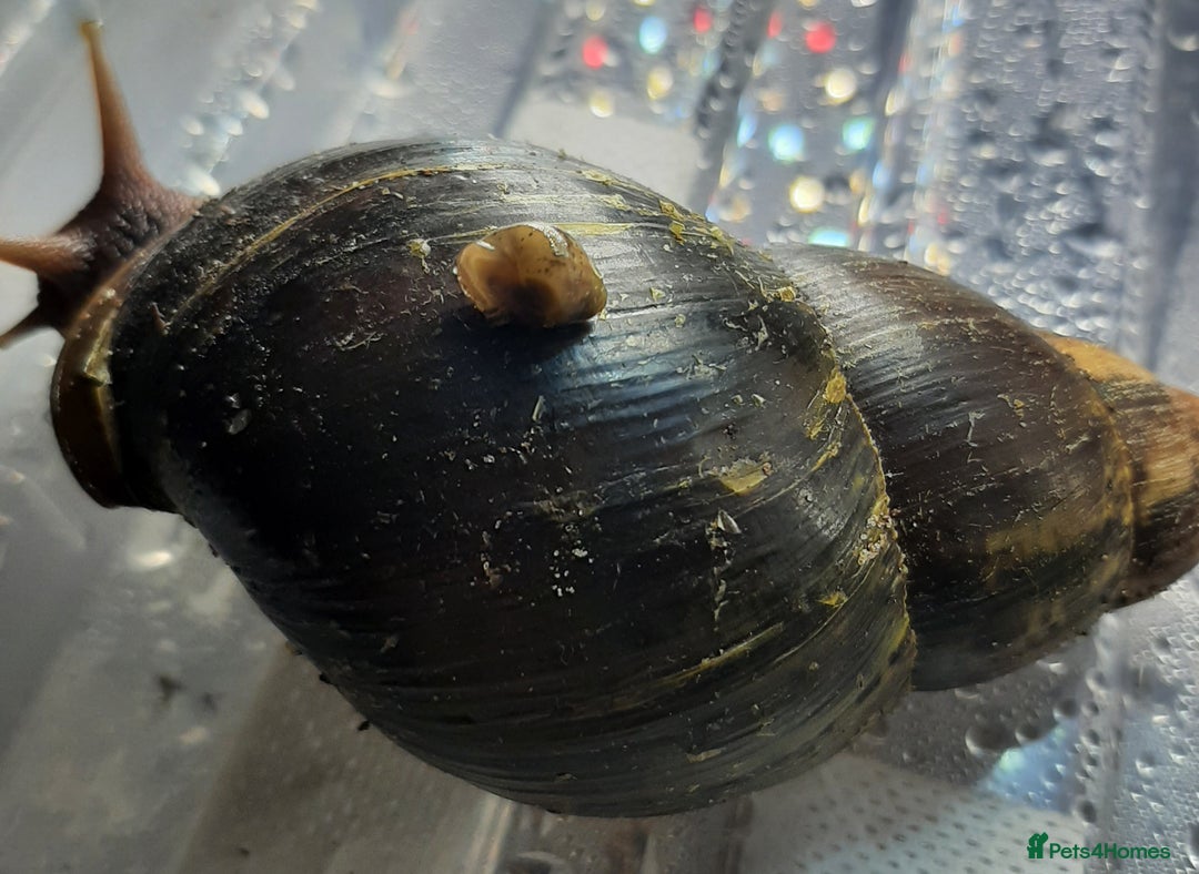 Snails invertebrates for sale: Giant African land snails (Achatina  fulica) - Image 1