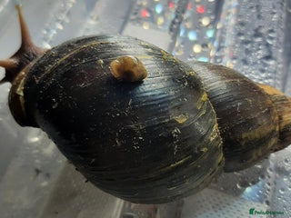 Snails invertebrates - Advert 6