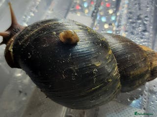Snails invertebrates Giant African land snails (Achatina fulica) - Advert 7