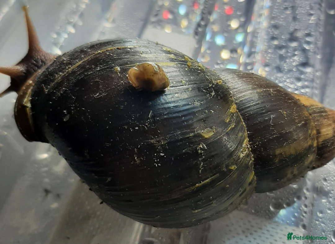 Snails invertebrates for sale: Giant African land snails (Achatina  fulica) - Advert 1