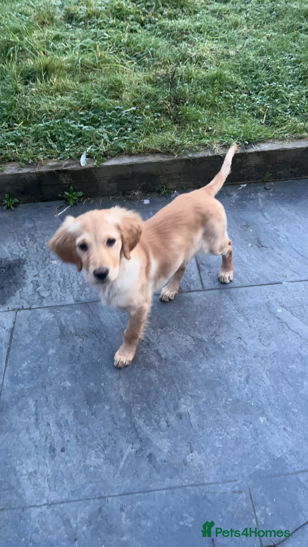 Golden Retriever dogs for sale: Exceptional Golden Retriever-Loving Temperament  in Port Talbot - Advert 9