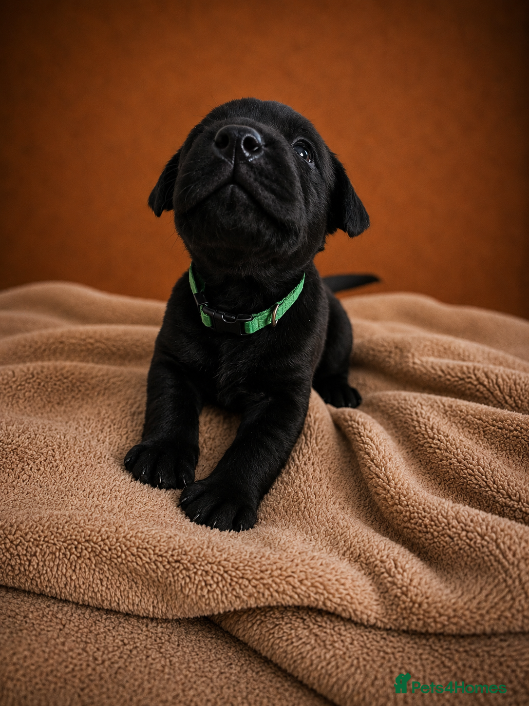 Labrador Retriever dogs Exceptional Labrador Retriever puppies - Advert 2
