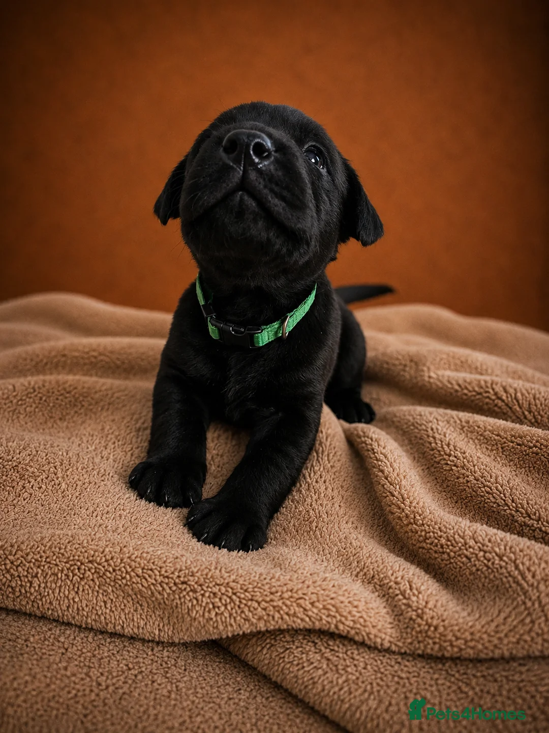 Labrador Retriever dogs for sale: Exceptional Labrador Retriever puppies - Advert 2