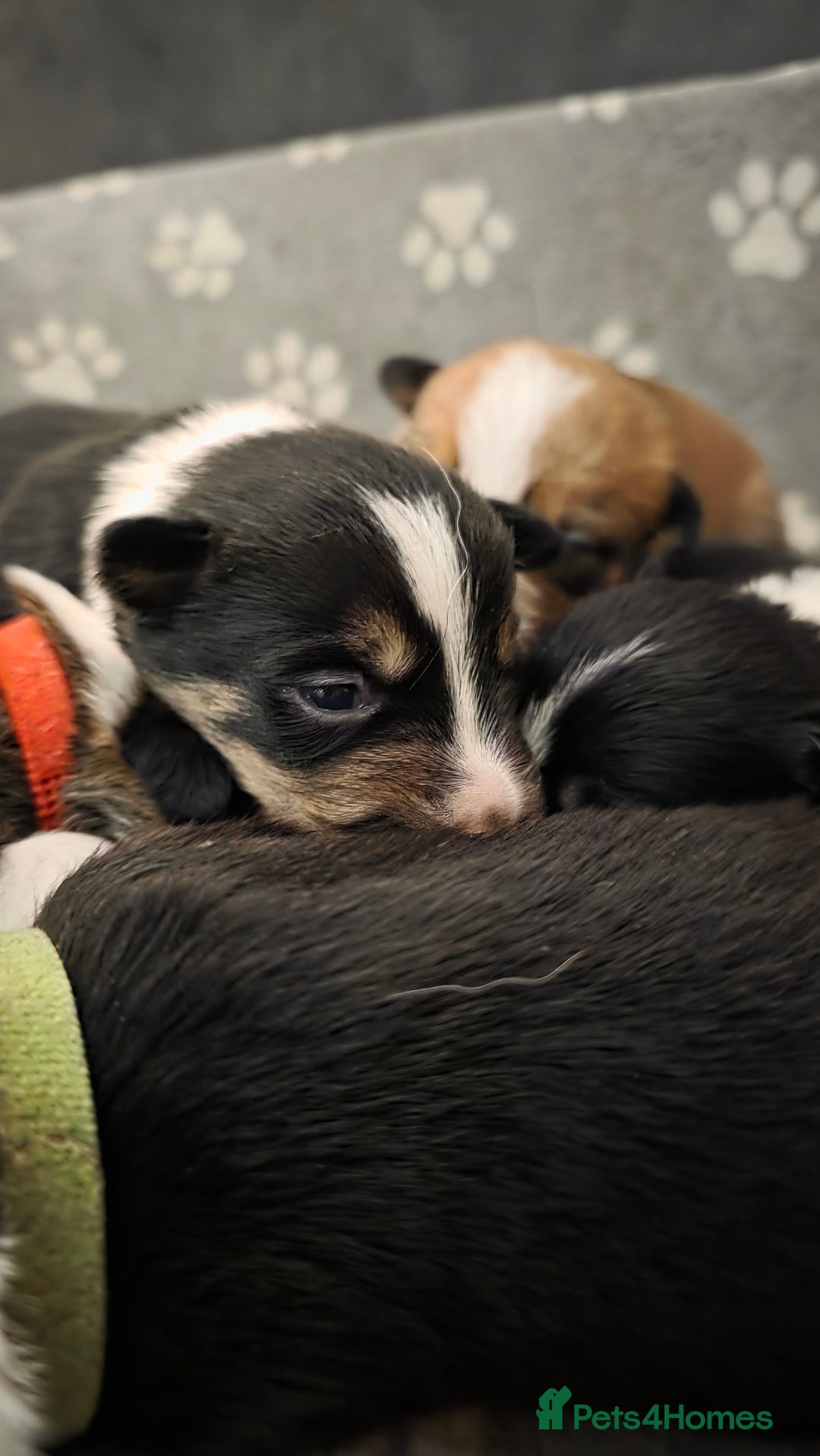 Mixed Breed dogs for sale: Beautiful collie x kelpie puppies  - Image 21