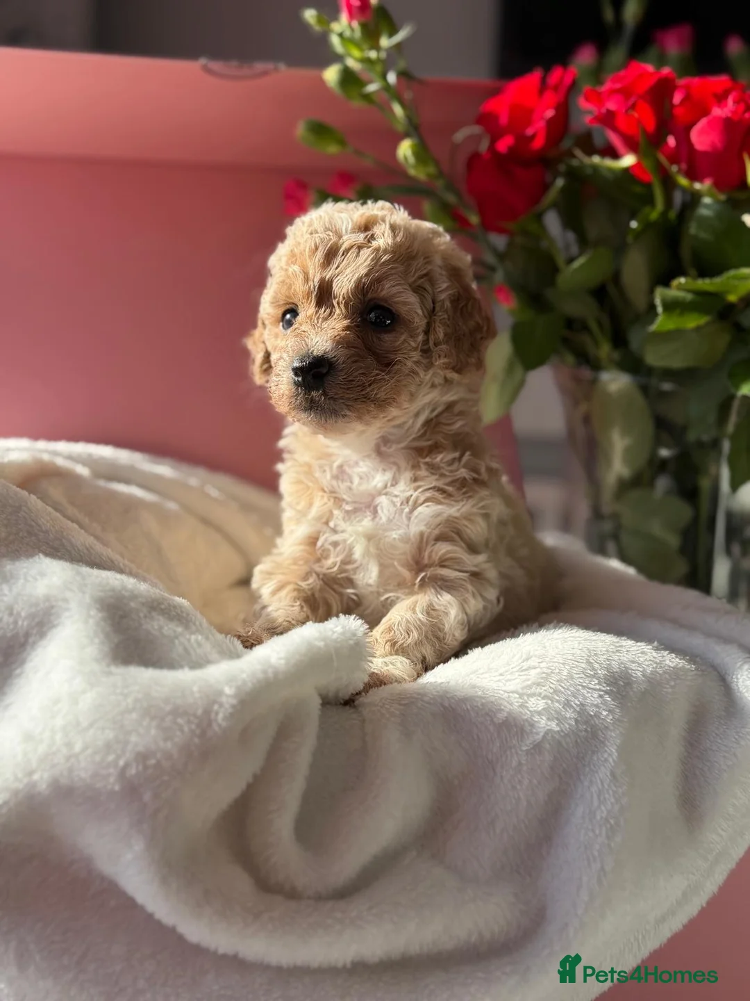 Poochon dogs for sale: Poochon puppies 🩷🩵🐩 - Advert 1