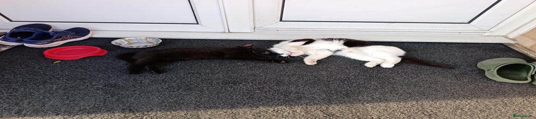 Mixed Breed cat