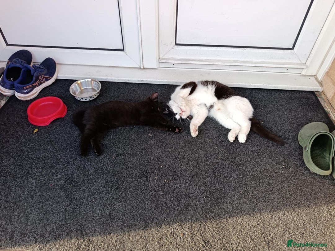 Mixed Breed cats for sale: Kitten - Image 4