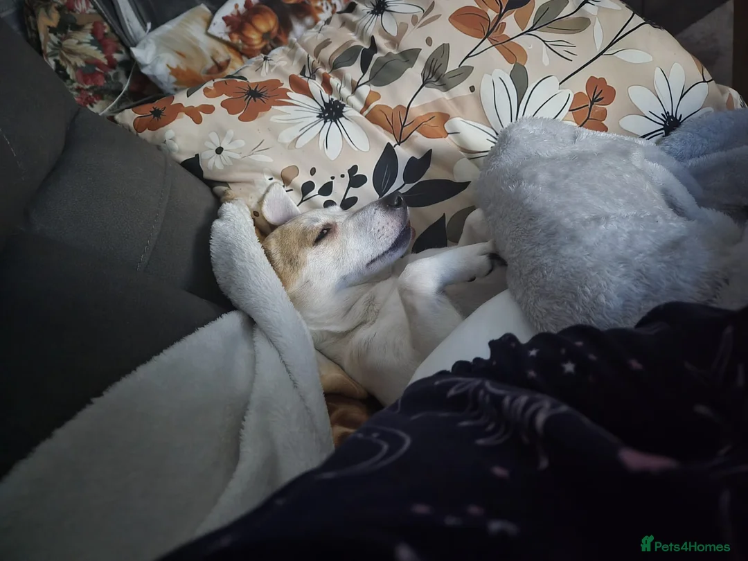 Jack Russell dogs for sale: Pure Jack russel tri colour boy puppies.  - Advert 29