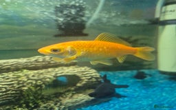 Fancy Goldfish fish for sale: x5 beautiful goldfish  - Image 3