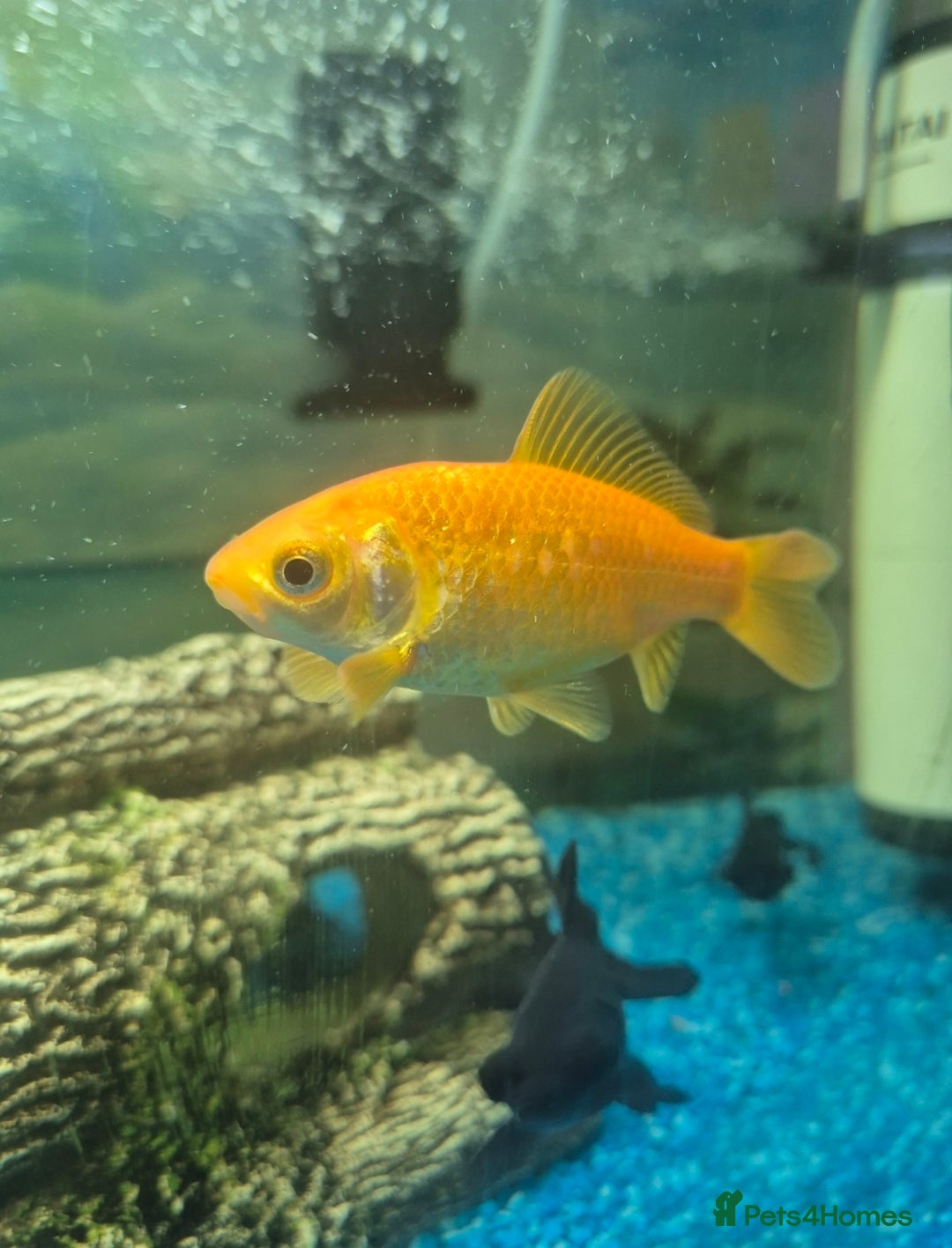 Fancy Goldfish fish for sale: x5 beautiful goldfish  - Image 3