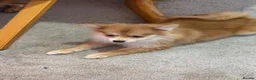 Pomeranian dogs for sale: Puppies  - Advert 3