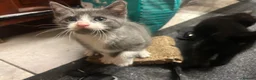 Domestic Shorthair cats for sale: 4 Gorgeous Kittens-READY NOW - Advert 9