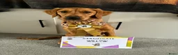 Golden Retriever dogs for sale: Waiting list open  - Advert 36